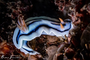 Image of Chromodoris lochi