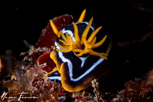 Image of Chromodoris kuiteri