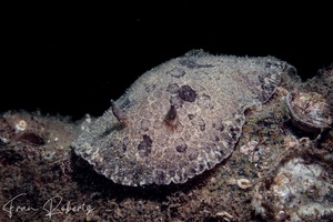 Image of Sebadoris fragilis