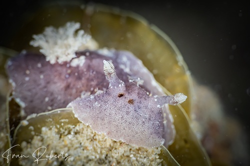 Image of Thordisa sp. 1