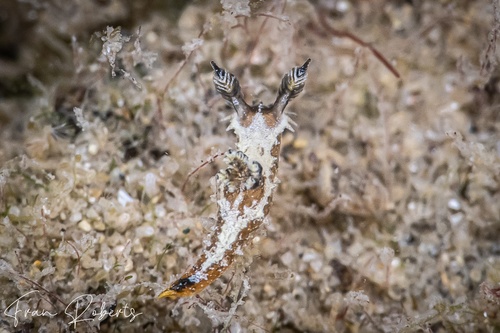 Image of Polycera sp. 1
