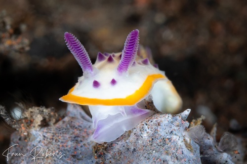 Image of Mexichromis mariei