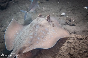 Image of Neotrygon australiae