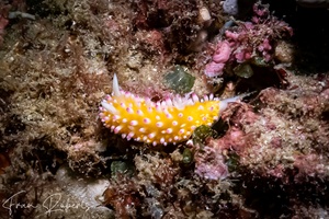 Image of Cadlinella ornatissima