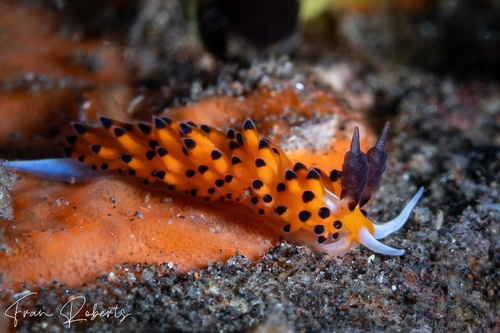 Image of Favorinus tsuruganus