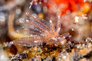 Image of Hermaea sp. 1