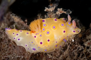 Image of Ceratosoma brevicaudatum