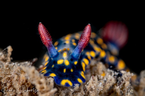 Image of Hypselodoris obscura