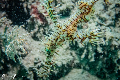 Image of Solenostomus paradoxus