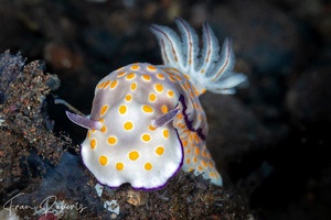 Image of Goniobranchus annulatus