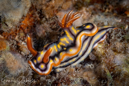 Image of Hypselodoris jacksoni