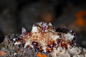 Image of Discodoris boholensis