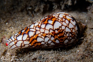 Image of Conus textile