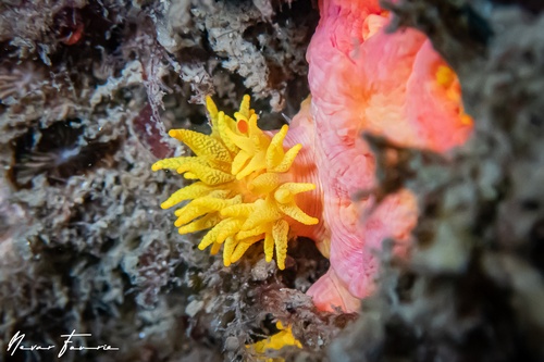 Image of Hard Corals Various