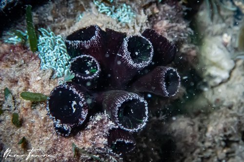 Image of Hard Corals Various