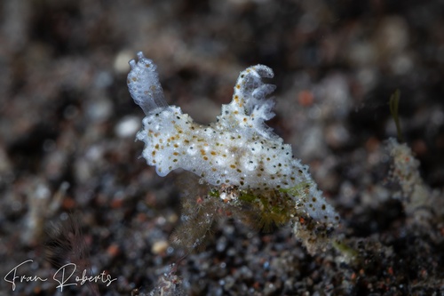Image of Polycera sp. 3