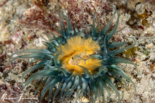 Image of Anemone Various