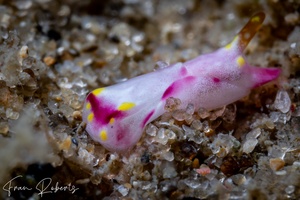 Image of Philinopsis falciphallus