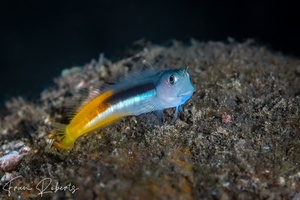 Image of Ecsenius bicolor