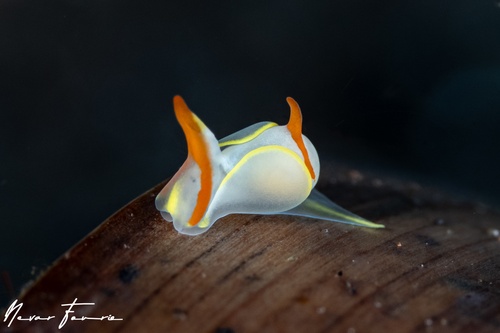 Image of Siphopteron makisig