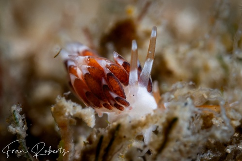 Image of Tenellia sp. 5