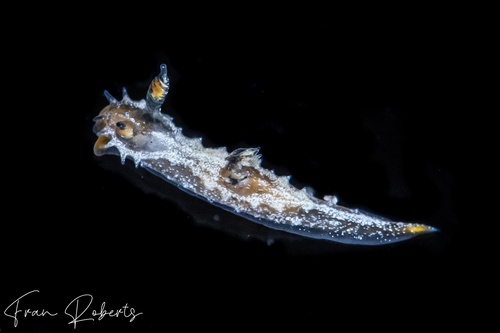 Image of Polycera sp. 1