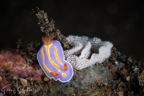 Image of Mexichromis trilineata