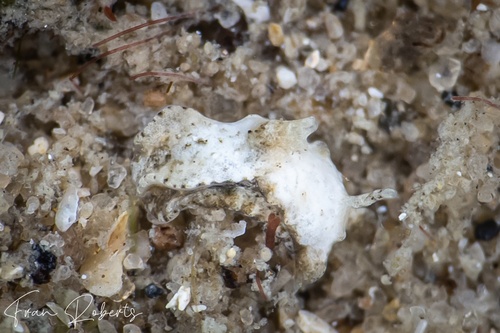 Image of Niparaya sp. 17