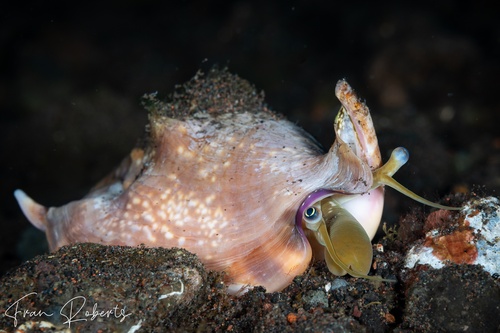 Image of Strombus vomer