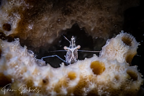 Image of Unidentified Shrimp sp. 5