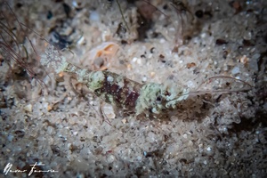Image of Unidentified Shrimp sp. 12