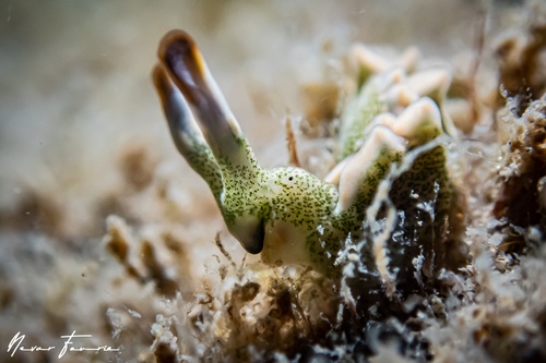 Image of Thuridilla carlsoni