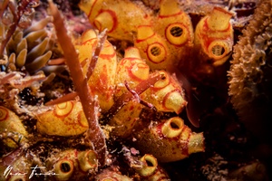 Image of Tunicates Various