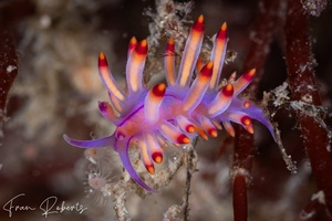 Image of Flabellina aurora