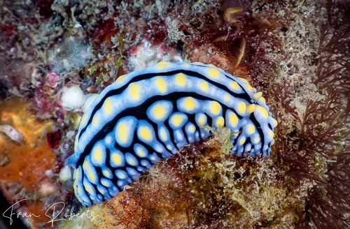 Image of Phyllidia varicosa