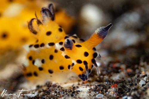 Image of Polycera abei