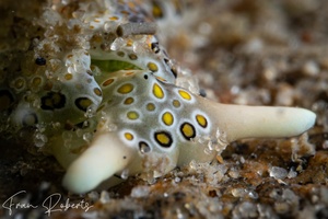 Image of Plakobranchus ocellatus