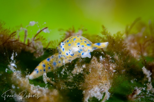 Image of Oxynoe Jaksoni