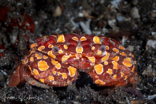 Image of Zosimus maculatus