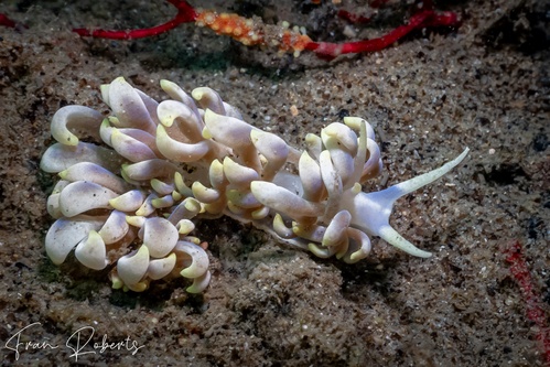 Image of Phyllodesmium magnum