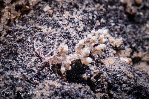 Image of Cratena sp. 1