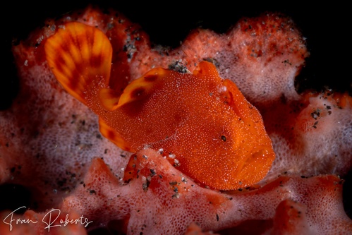 Image of Antennarius pictus