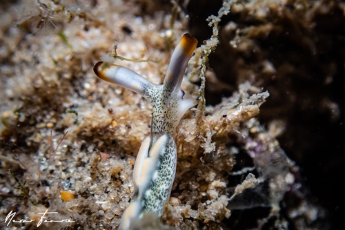 Image of Thuridilla carlsoni