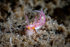 Image of Naisdoris labalsaensis