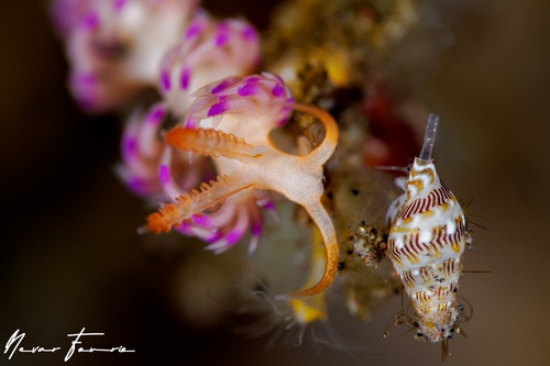 Image of Facelina sp. 6