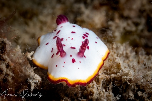 Image of Goniobranchus daphne