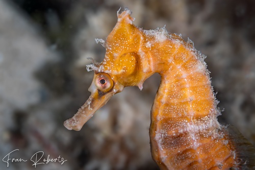 Image of Hippocampus whitei