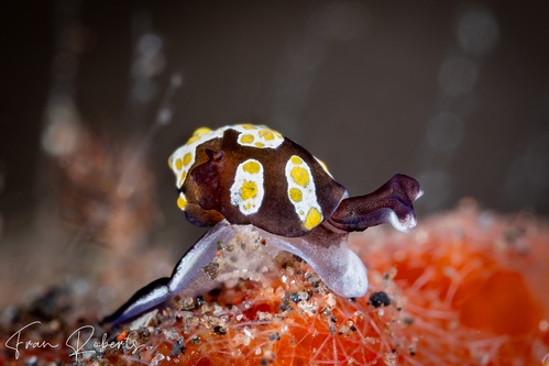 Image of Colpodaspis thompsoni