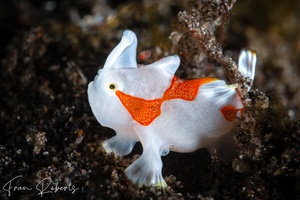 Image of Antennarius maculatus