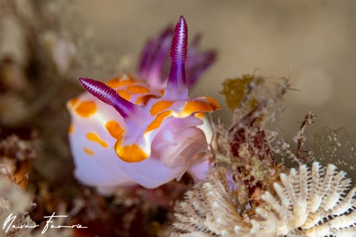 Image of Ceratosoma amoenum